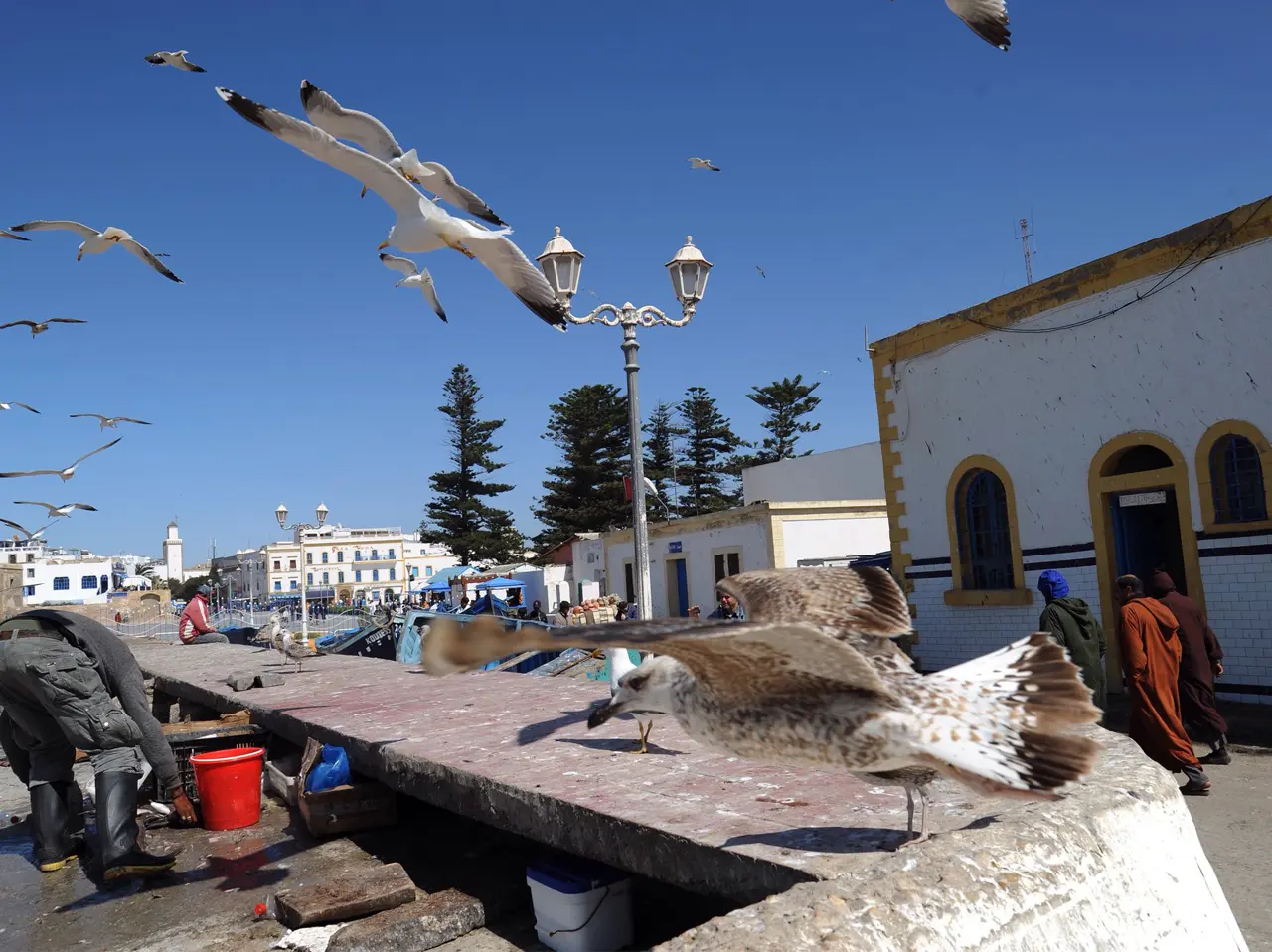 Essaouira Day Trip